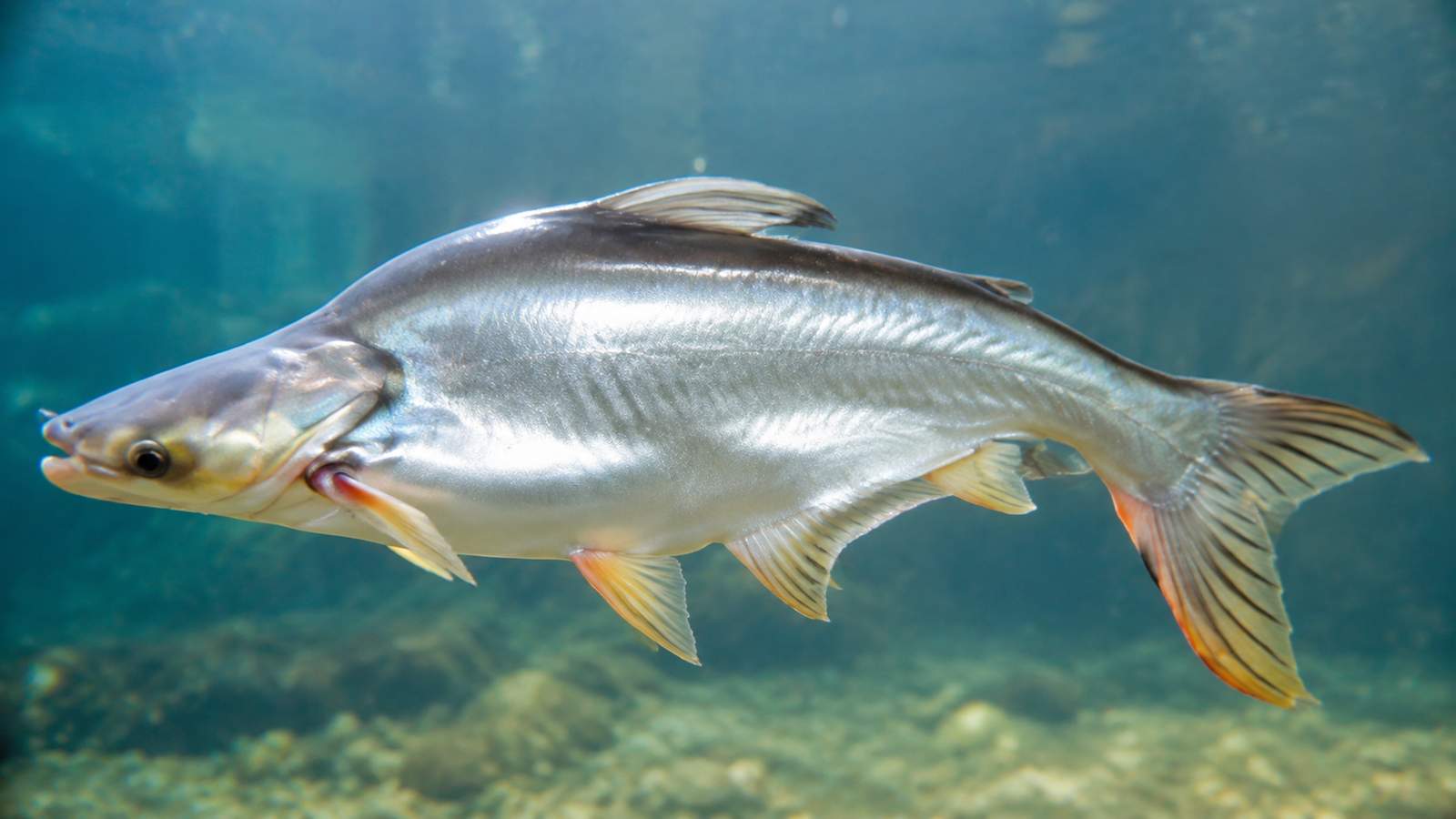 Panga