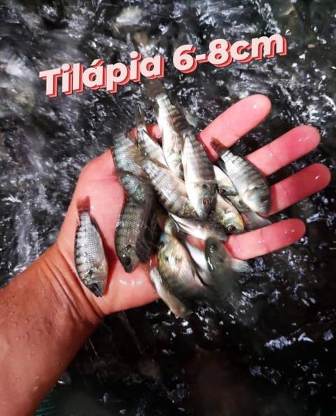 Tilápia