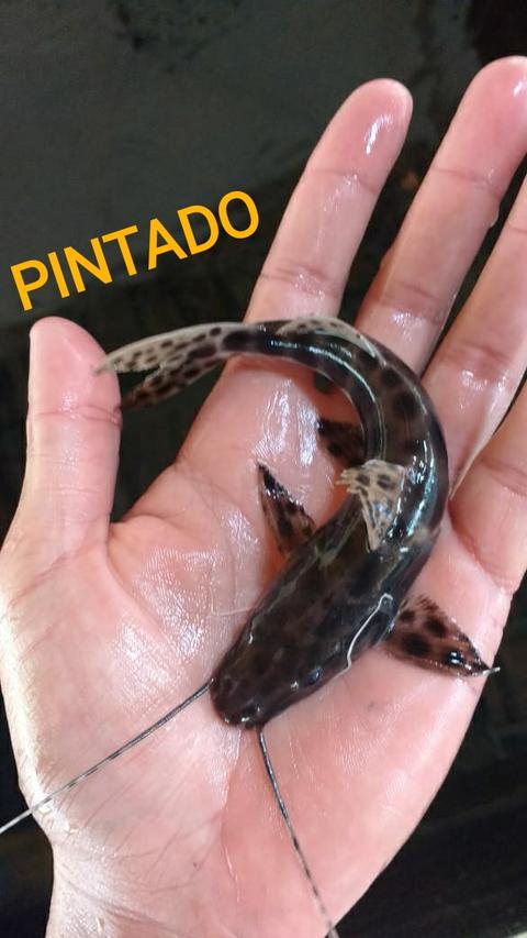 Pintado Amazônico