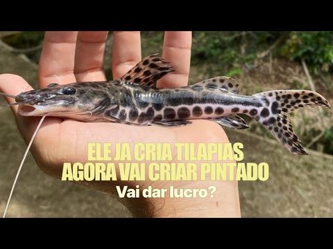 Pintado Amazônico