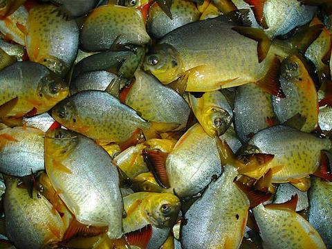 PACU