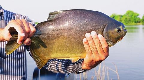 PACU