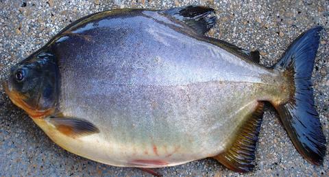 PACU