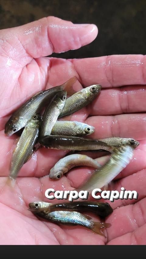 Carpa Capim