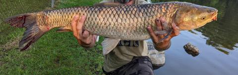 Carpa Capim