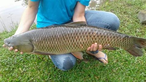 Carpa Capim