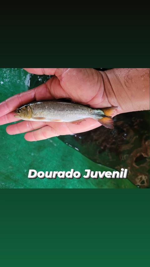 Dourado Juvenil