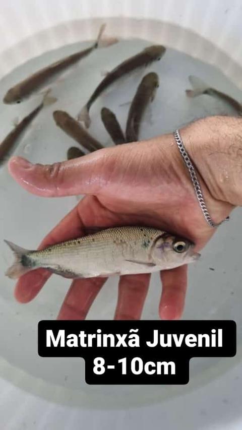Matrinxã Juvenil