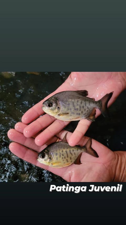 Patinga Juvenil