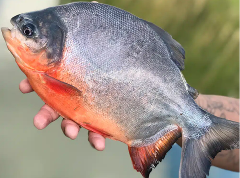 Patinga Juvenil