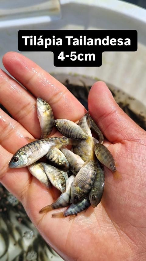 Tilápia